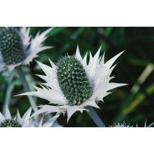 Nahaufnahme der silbrig-blauen Elfenbeindistel (Eryngium Giganteum) im Topf.