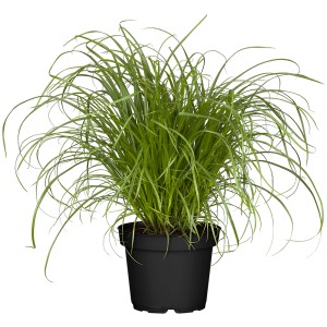 Katzengras 'Zumula' im schwarzen Topf, ca. 10-20 cm hoch. Dekorative Grünpflanze für Katzen.