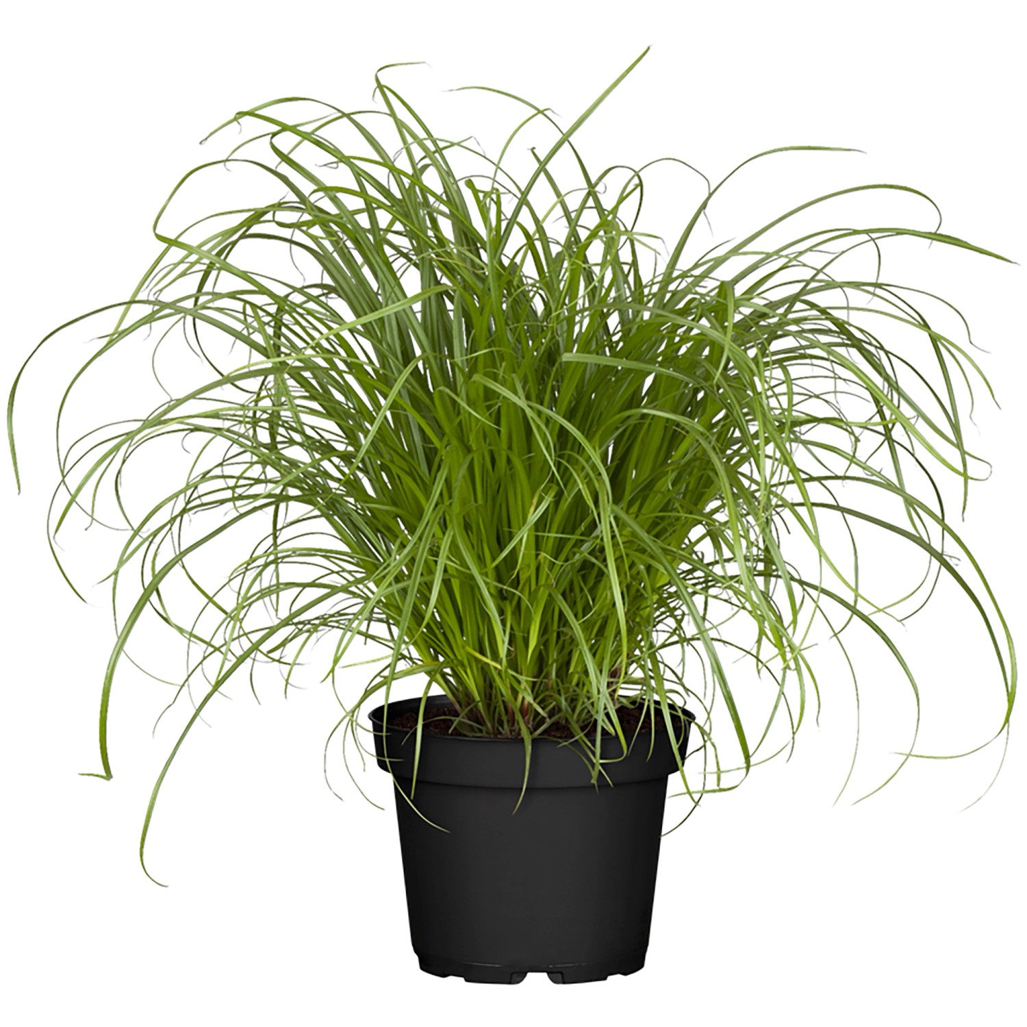 Katzengras Zumula Höhe ca. 10-20 cm Topf-Ø 12 cm Cyperus alternifolius zumu günstig online kaufen