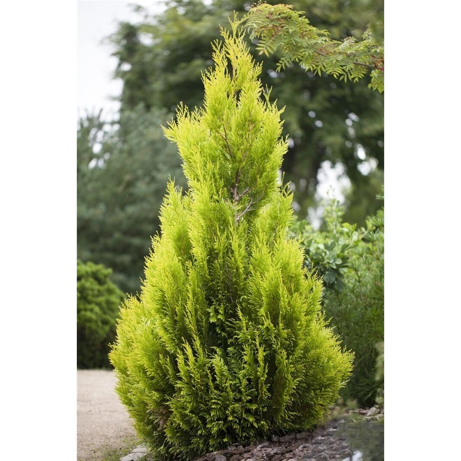 Thuja plicata 4ever Goldy' ® 40-60 cm günstig online kaufen