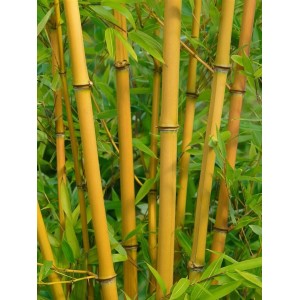 Gelber Bambus 'Phyllostachys Vivax Aureocaulis', 100-150 cm hoch, mit grünen Blättern.