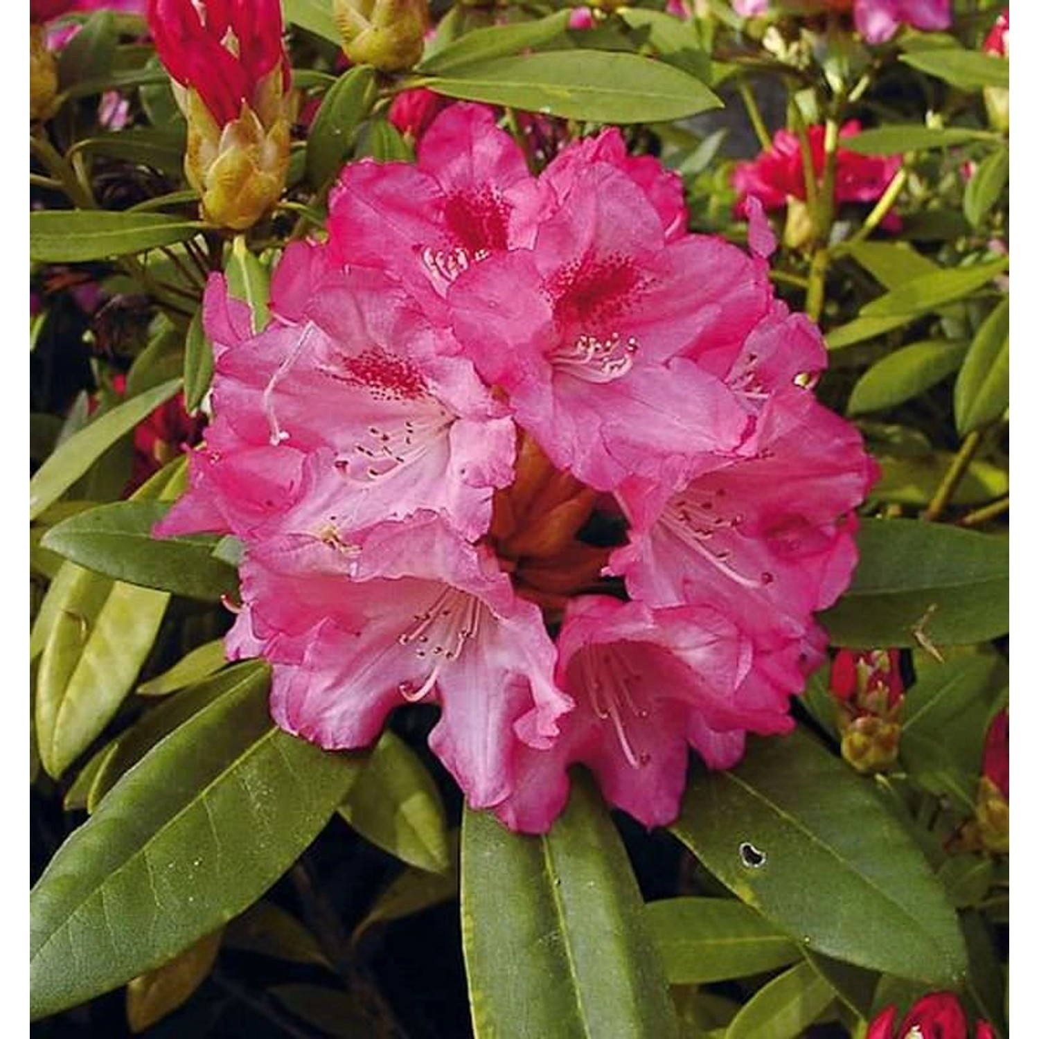 Hochstamm Rhododendron Sneezy 60-80cm - Alpenrose günstig online kaufen