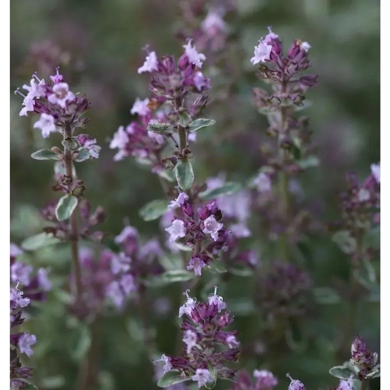 Echter Thymian Silver Posie - Thymus vulgaris