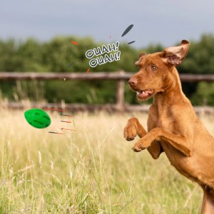 Hund springt nach grünem Petsation Kauspielzeug Ball, ein Intelligenzspielzeug.