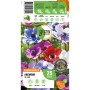 GROW by OBI Anemone De Caen, Blumenzwiebeln mit bunten Blüten in rot, blau, violett und weiß.