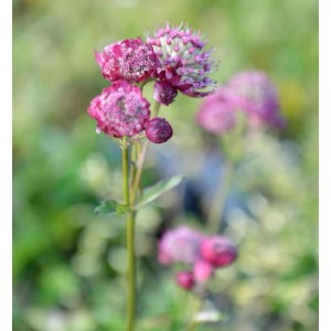 Nahaufnahme der rosa-roten Blüte der Sterndolde Ruby Cloud (Astrantia major).