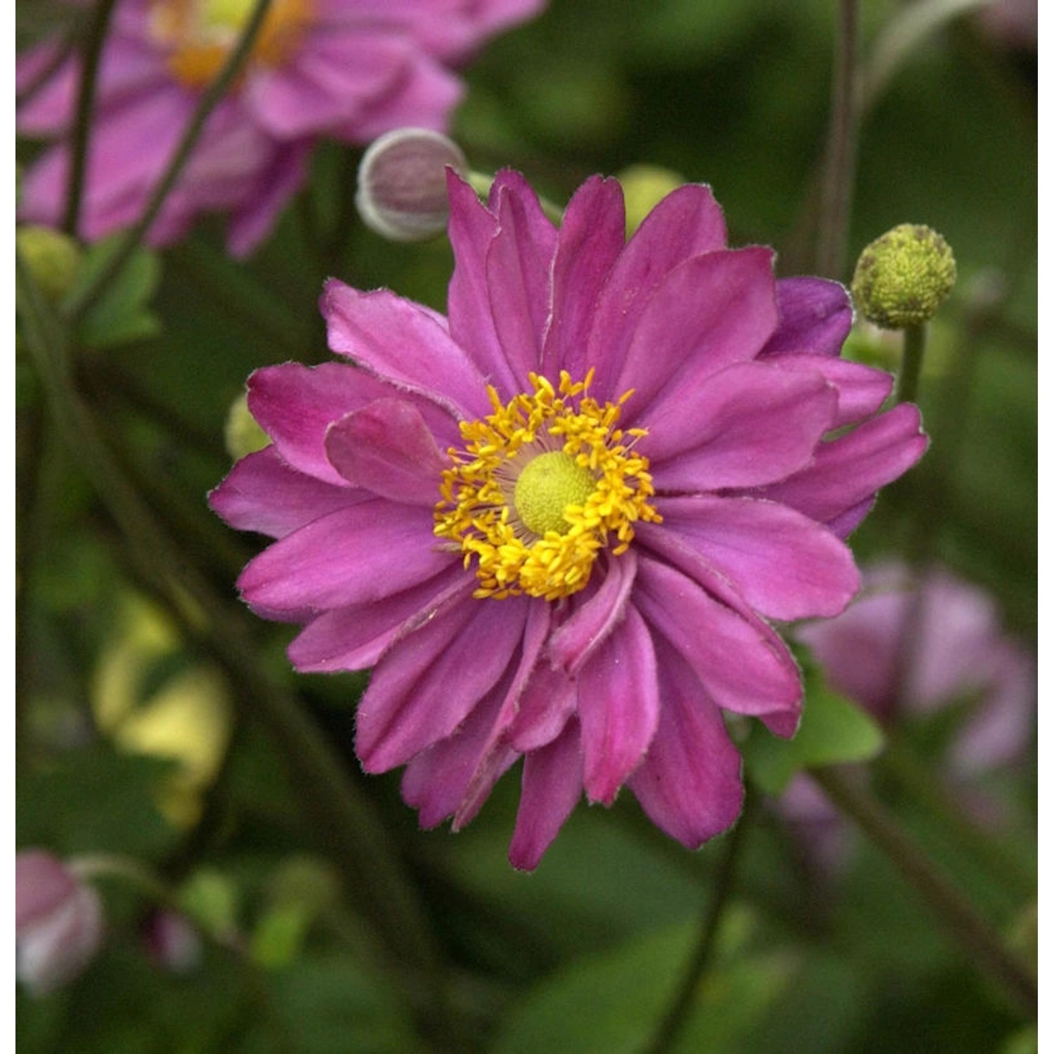 Herbstanemone Margarete - Anemone japonica günstig online kaufen