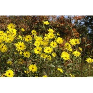 Gelbe Helianthus Atrorubens Sonnenblumen im 11x11 cm Topf, Stauden für sonnige Standorte.