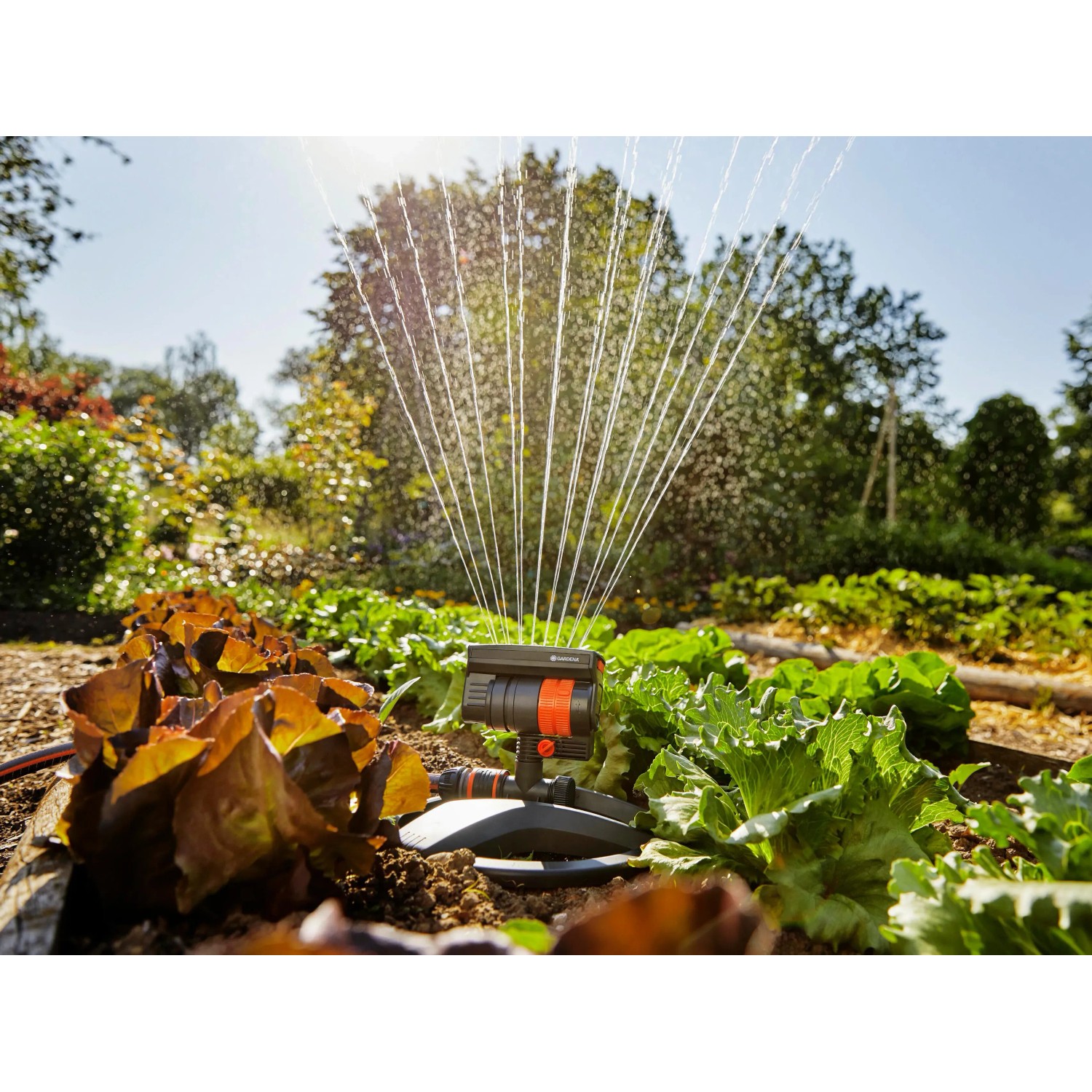 Gardena Viereckregner Aqua Zoom Compact bewässert Gemüsebeet. Regner mit Wasserstrahlen im Einsatz.