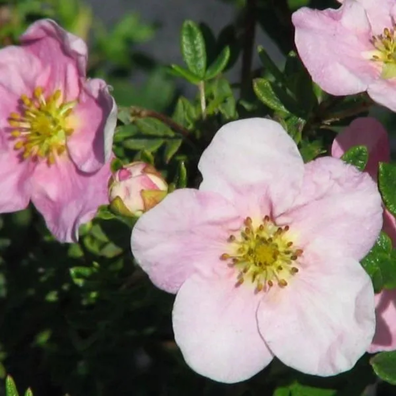 Fingerstrauch 'Pink Queen' Potentilla fruticosa 25 bis 30 cm im Container Rosa Blüten