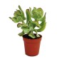 Kleine Crassula Arborescens Sukkulente im braunen 5,5cm Topf.