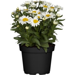 Garten-Margerite im Topf, weiße Blüten mit gelber Mitte. GROW by OBI Leucanthemum.