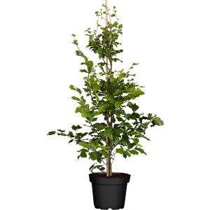 Junge Rotbuche (Fagus sylvatica) im schwarzen Topf, mit frischem grünem Laub, gestützt von einem Holzstab. Ideal als Heckenpflanze.