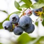 Nahaufnahme: Reife, blaue Heidelbeeren der Sorte Vaccinium Corymbosum Putte am Strauch.