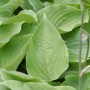 Nahaufnahme der grünen Blätter der Funkie Special Gift (Hosta cultorum).