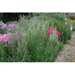 Foto von Koreanischer Minze Agastache Rugosa Alba mit weißen Blüten im Gartenbeet.