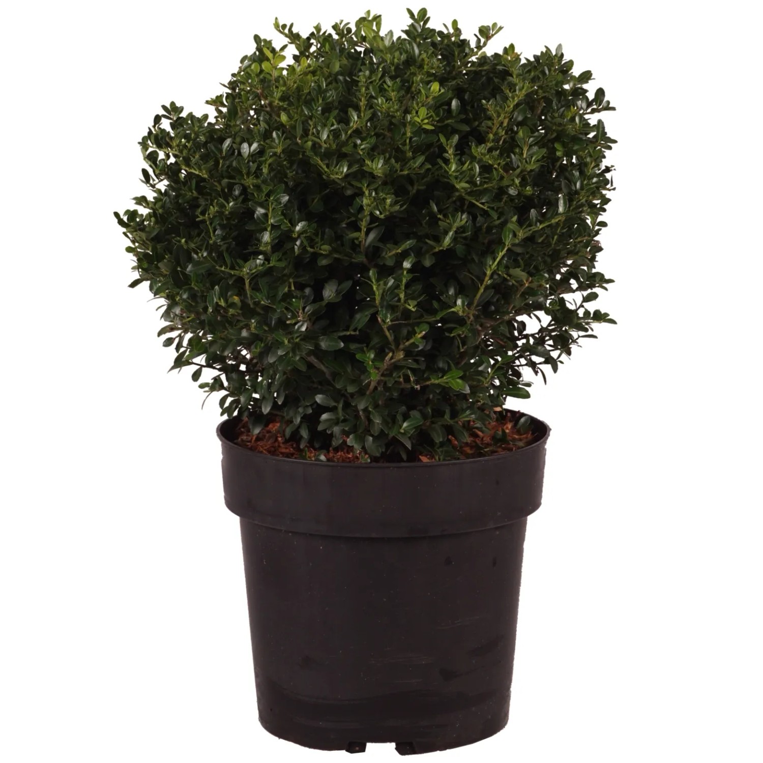 thuja regeneration Thuja Full Speed A Hedge