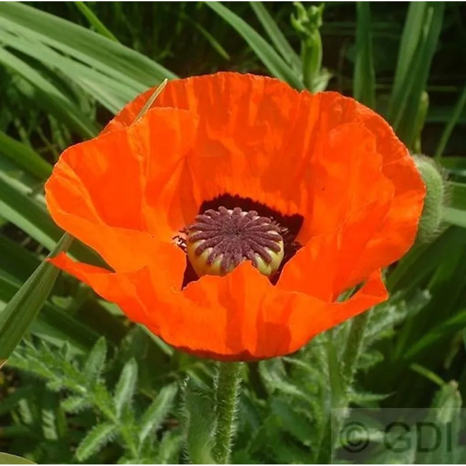 Türkischer Mohn Harvest Moon - Papaver orientale