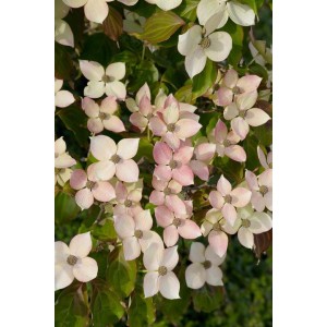 Nahaufnahme des rosa blühenden Japanischen Blumen-Hartriegels (Cornus Kousa Dwarf Pink).