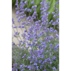 Blühende Katzenminze (Nepeta) im 9x9 cm Topf, lila Blüten, grüne Blätter. Stauden für sonnige Standorte.