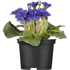 Gefüllte, lila Rosenprimel Belarina im Topf, eine schöne Frühjahrsbepflanzung.