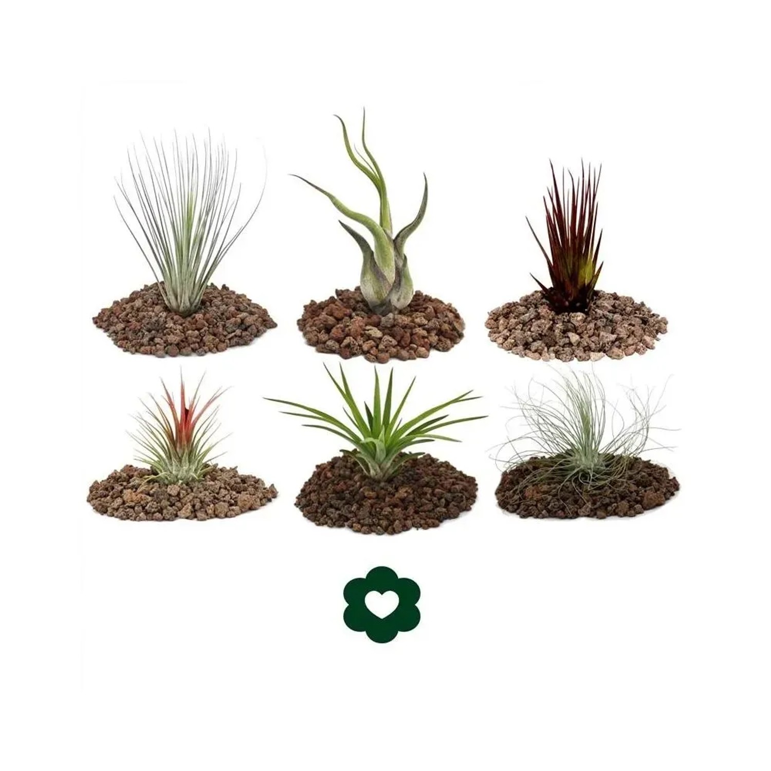Exotenherz: Set mit 6 verschiedenen Tillandsien auf Lavasteinen.