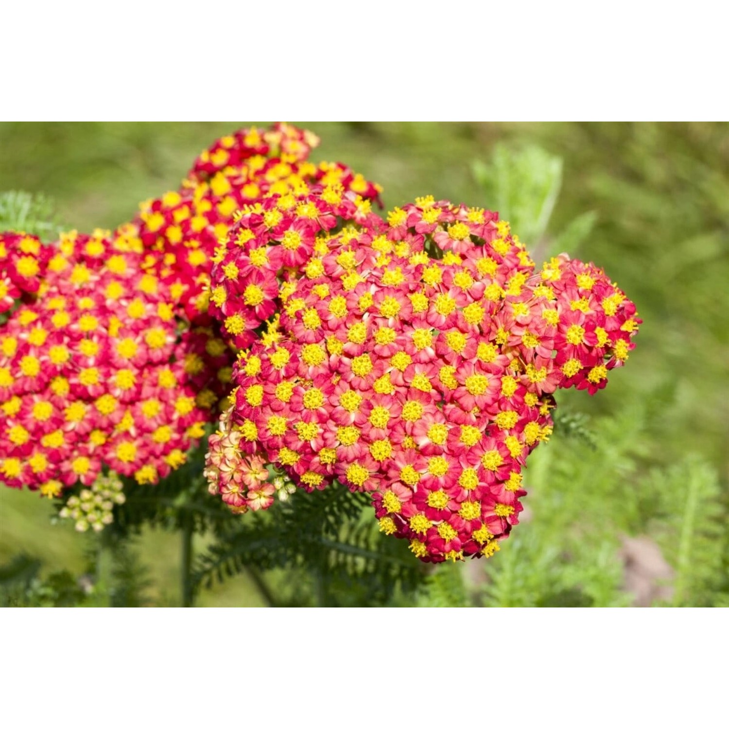Achillea Filipendulina Feuerland Goldgarbe Ca. 9x9 cm Topf günstig online kaufen