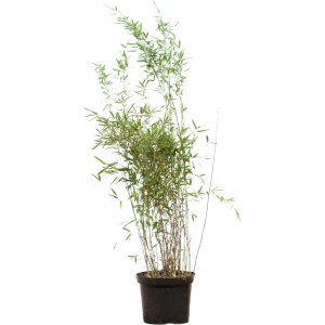 Fontänenbambus Set à 15 Stück Höhe ca. 125 - 150 cm Fargesia nitida