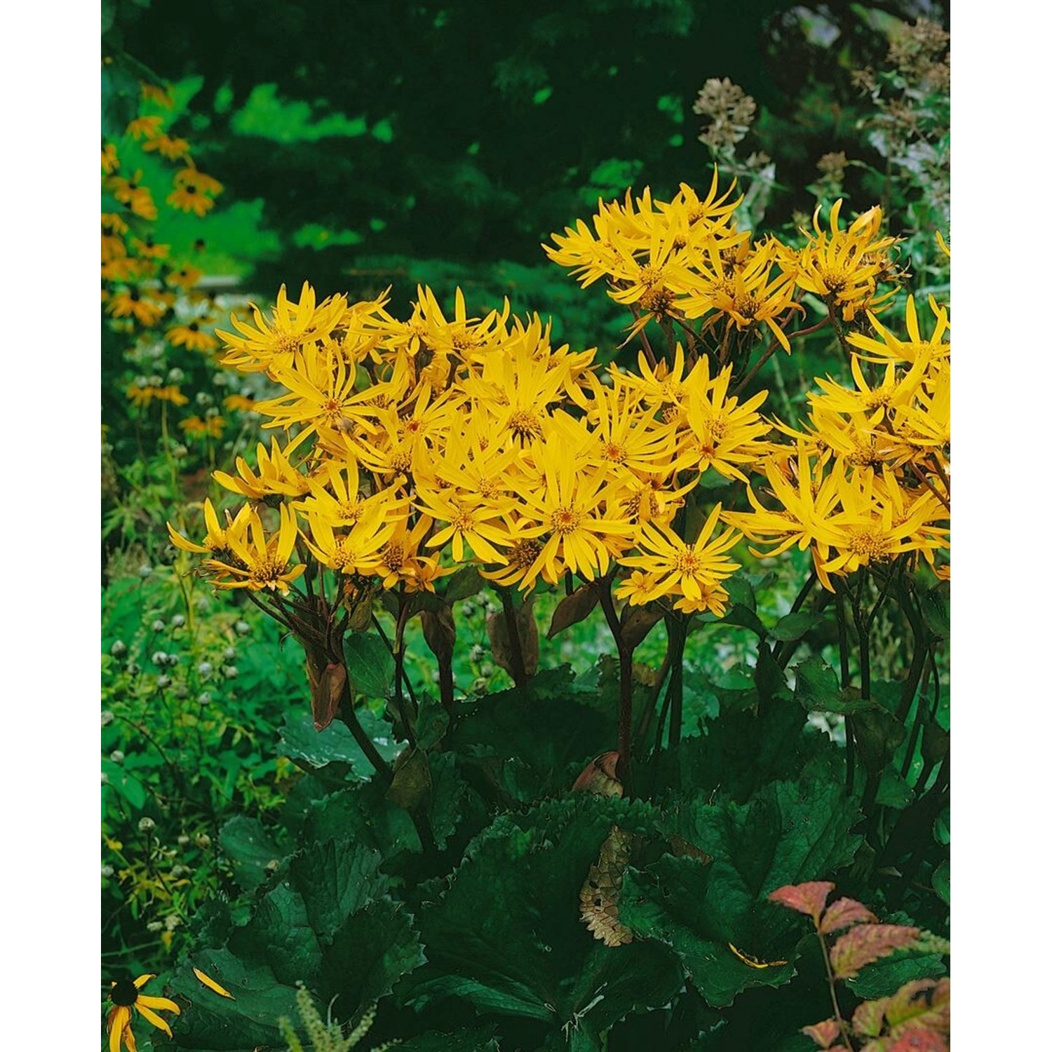 Ligularia Dentata Othello Zahnblatt 11x11 cm Topf günstig online kaufen