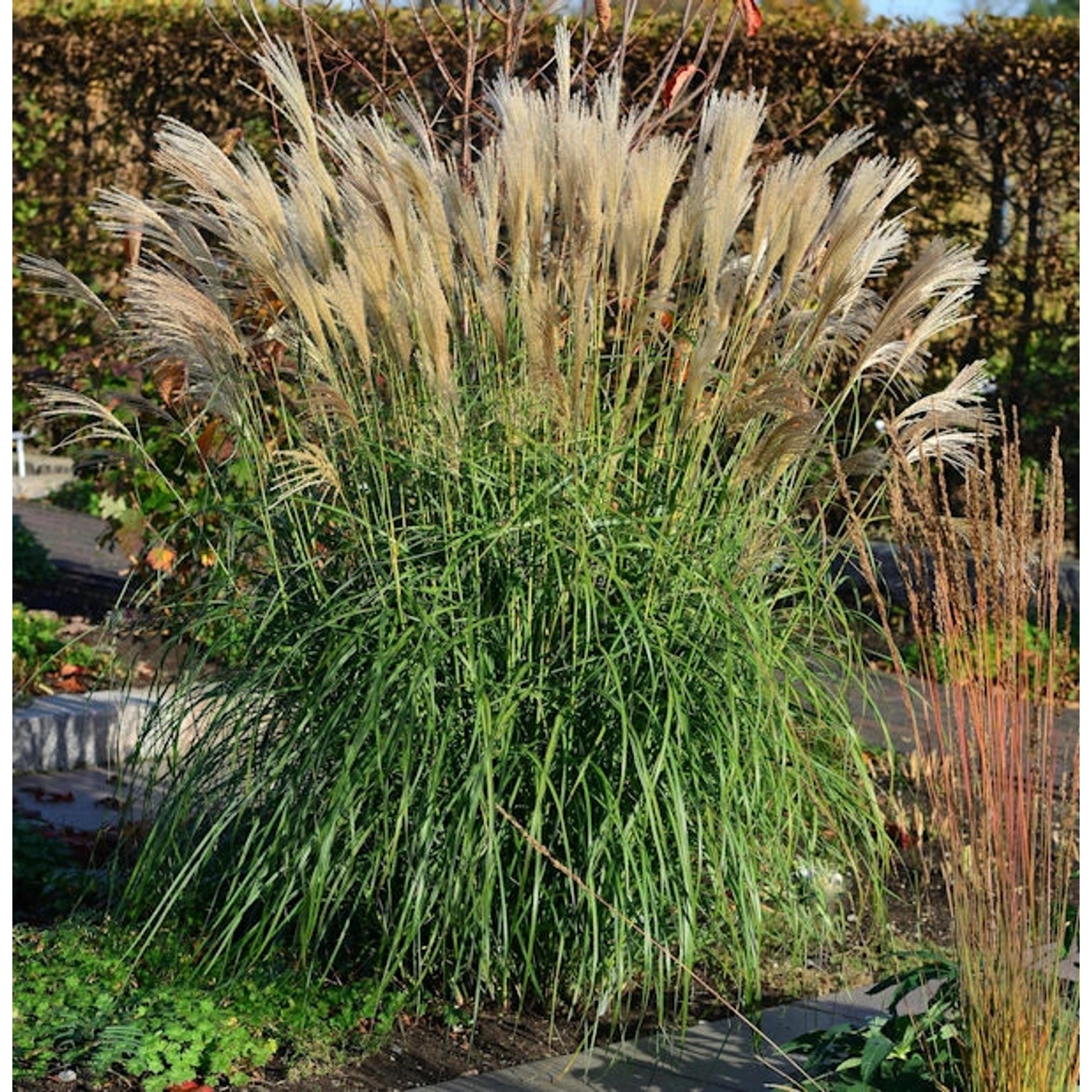 Chinaschilf Hermann Müssel - XXXL Topf - Miscanthus sinensis günstig online kaufen