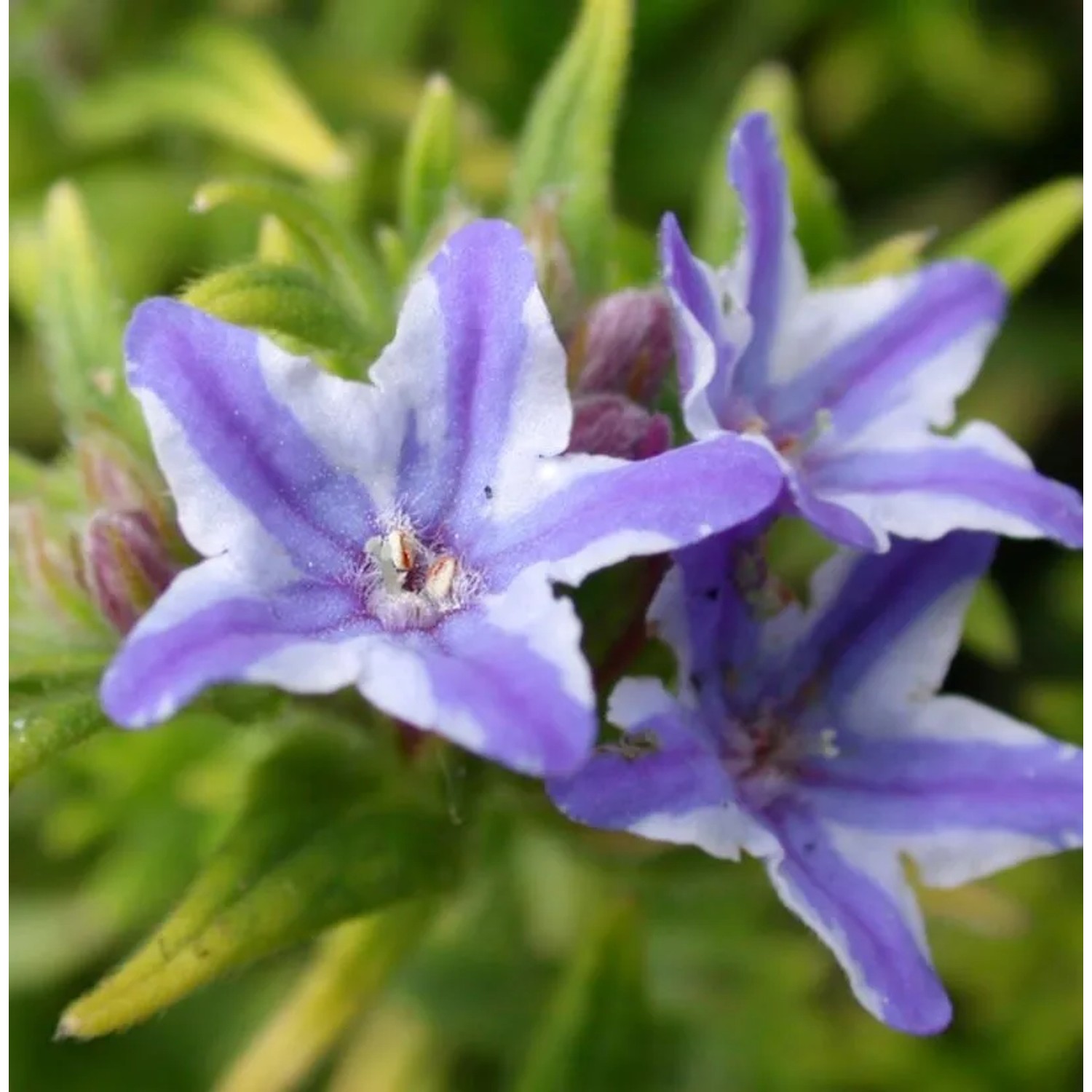 Steinsamen Star - Glandora diffusa