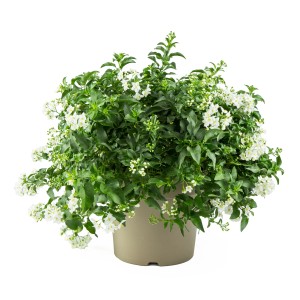 Sommerjasmin (Solanum jasminoides) im Topf, weiße Blüten und grüne Blätter.