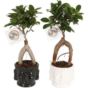 Zimmerbonsai Ficus Ginseng in schwarzem und weißem Keramiktopf (Ø 11cm).