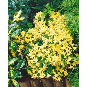 Gelber Rhododendron Hanceanum Shamrock, 20–25 cm hoch, buschig wachsend.