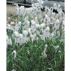 Scheidenwollgras (Eriophorum Vaginatum) mit weißen Blüten im Topf, Detailaufnahme.