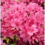 Kriechende Immergrüne Zwerg Azalee Talamanca 20-25cm - Rhododendron nakaharai