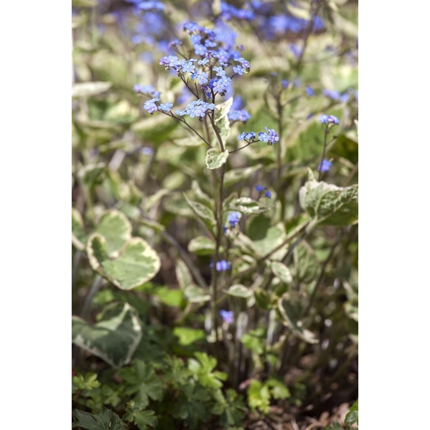 Brunnera Macrophylla Hadspen Cream Kaukasusvergissmeinnicht Ca. 11x11 cm To günstig online kaufen