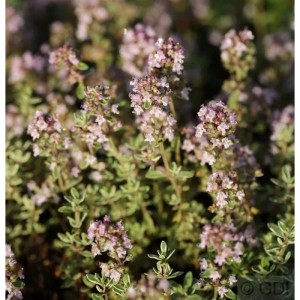 Nahaufnahme des Echten Zitronen Thymian Silver King mit zarten, hellrosa Blüten.