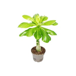 Hawaiipalme Brighamia Insignis im Topf, exotische Zimmerpflanze mit dickem Stamm und grünen Blättern.