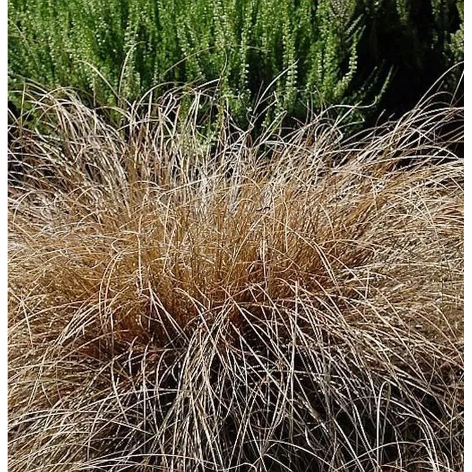 Segge Bronco - Carex comans