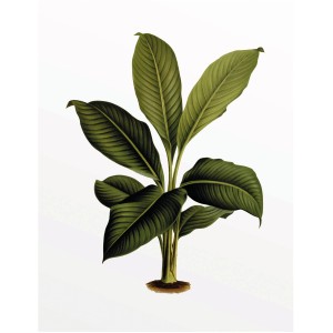 Komar Wandbild Elastica Leaf, 40x50 cm, zeigt eine grüne Blattpflanze auf weißem Grund. Dekorative Wandgestaltung für Ihr Zuhause.
