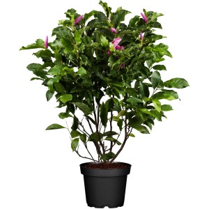 Rosarote Magnolie Susan im Topf, ca. 50-60 cm hoch. Zierstrauch mit grünen Blättern und rosa Blüten.