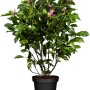 Rosarote Magnolie Susan im Topf, ca. 50-60 cm hoch. Zierstrauch mit grünen Blättern und rosa Blüten.