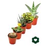 Set aus 5 verschiedenen Sukkulenten im 5,5cm Topf, Exotenherz Sukkulenten.