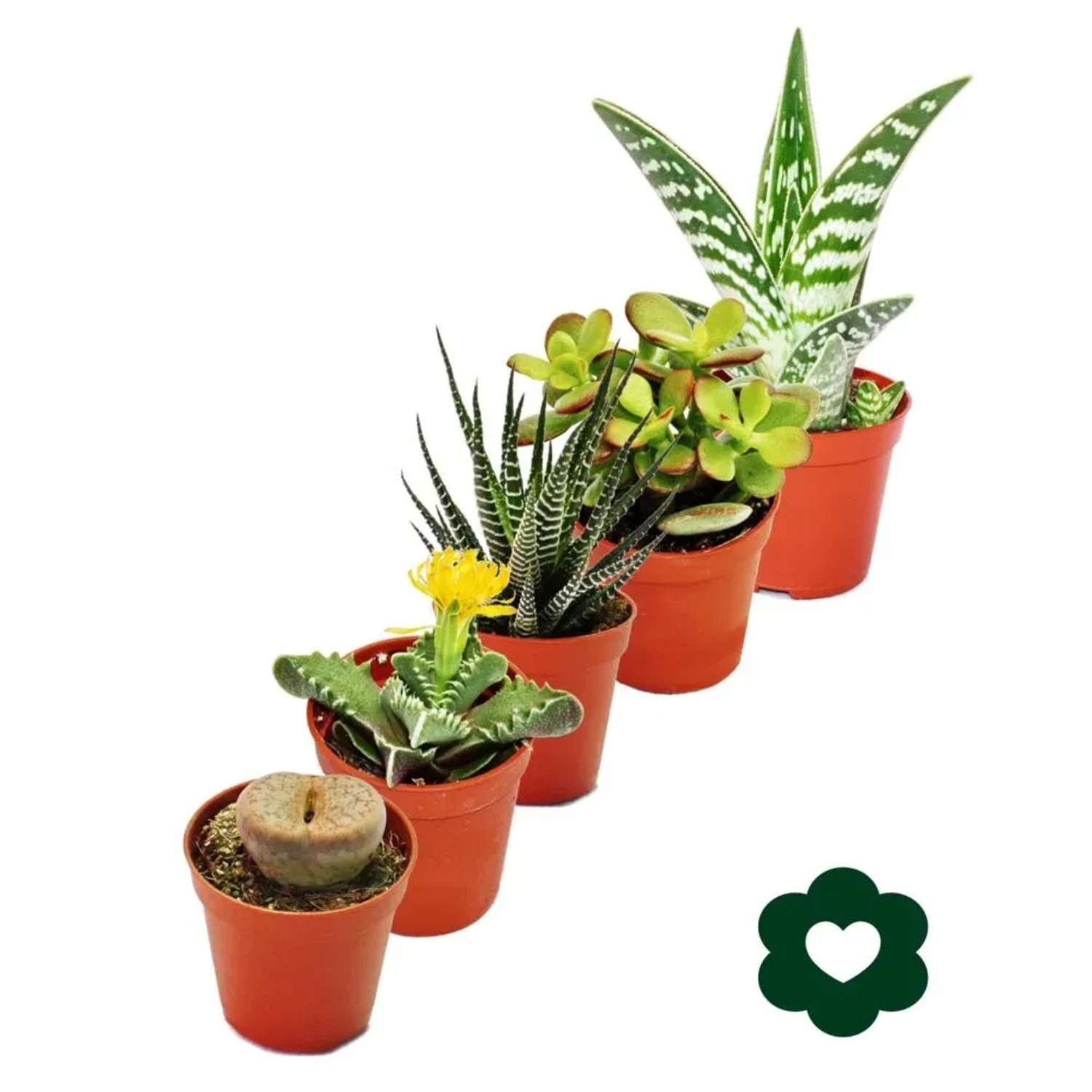 Set aus 5 verschiedenen Sukkulenten im 5,5cm Topf, Exotenherz Sukkulenten.
