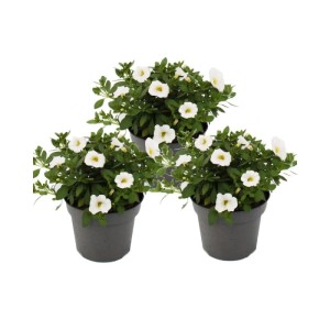 Set aus 3 weißen Zauberglöckchen (Calibrachoa) im 12cm Topf, ideal für Hängeampeln.