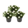 Set aus 3 weißen Zauberglöckchen (Calibrachoa) im 12cm Topf, ideal für Hängeampeln.