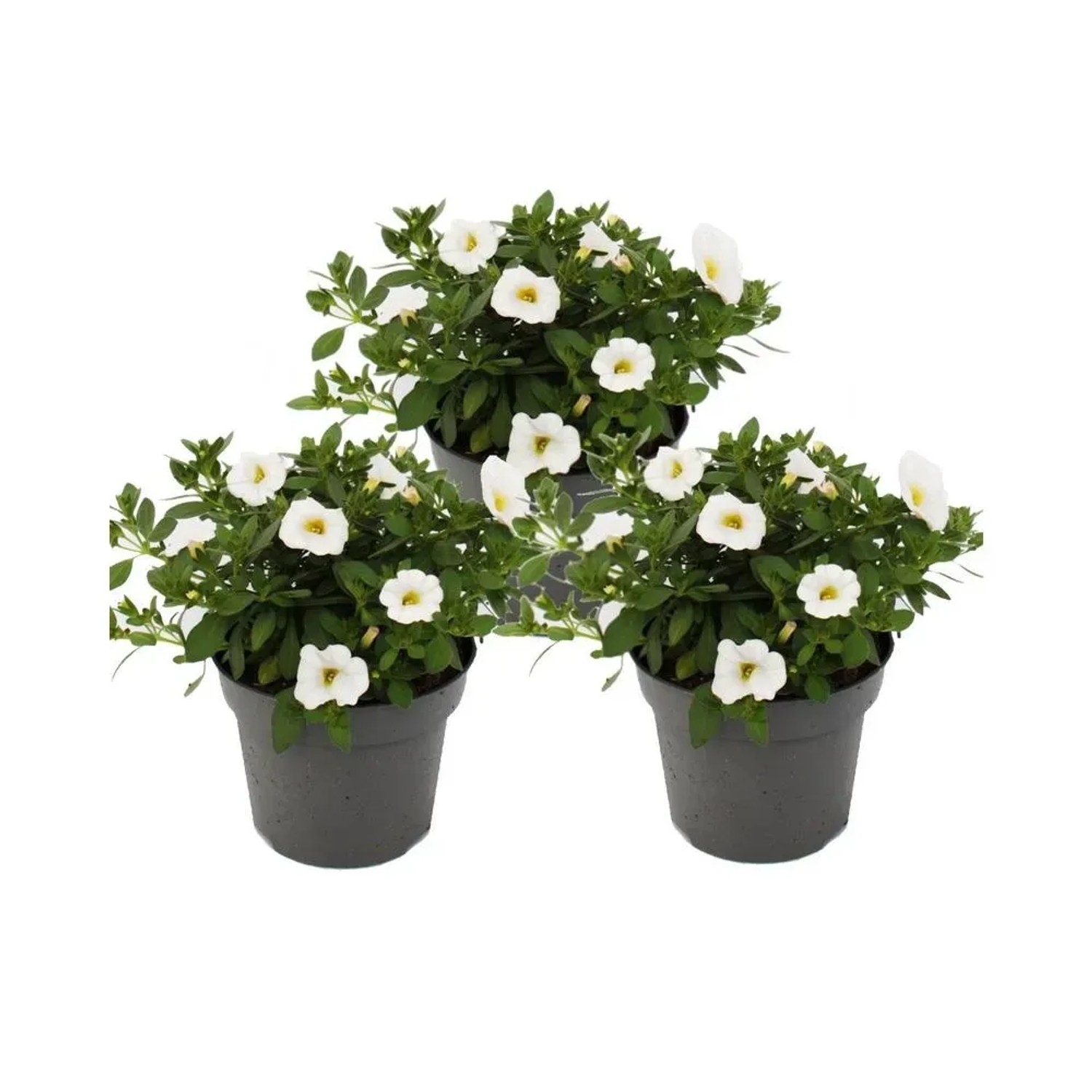 Set aus 3 weißen Zauberglöckchen (Calibrachoa) im 12cm Topf, ideal für Hängeampeln.