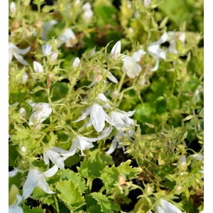 Glockenblume Schneeranke (Campanula poscharskyana) mit weißen Blüten und grünen Blättern.
