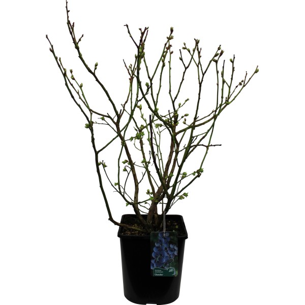 Heidelbeeren kaufen bei OBI